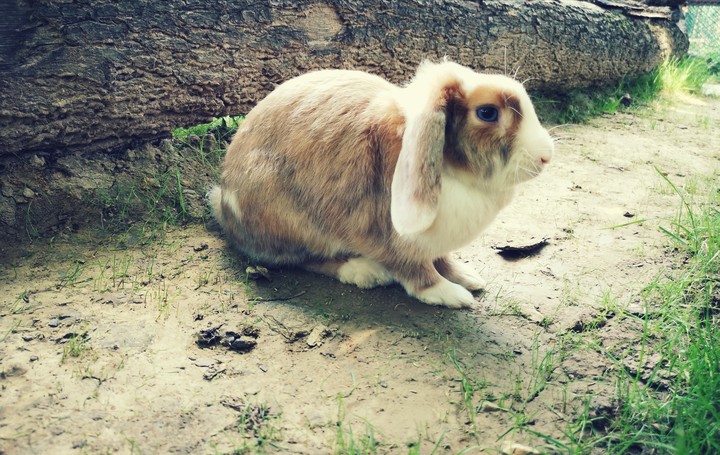 bunny