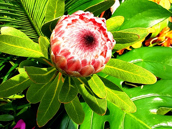 Tropical flower