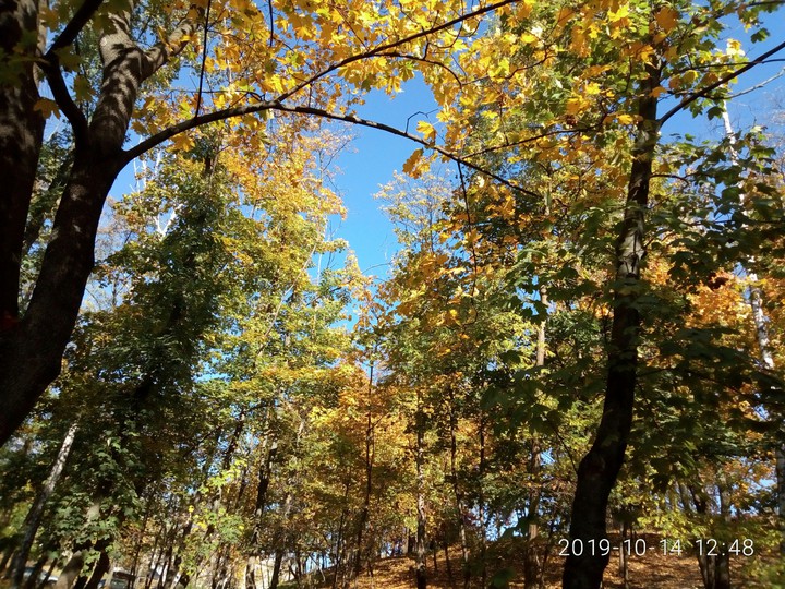 forest