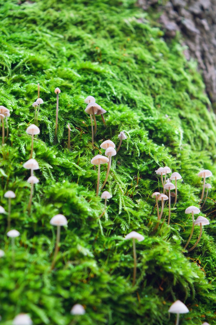 mushrooms