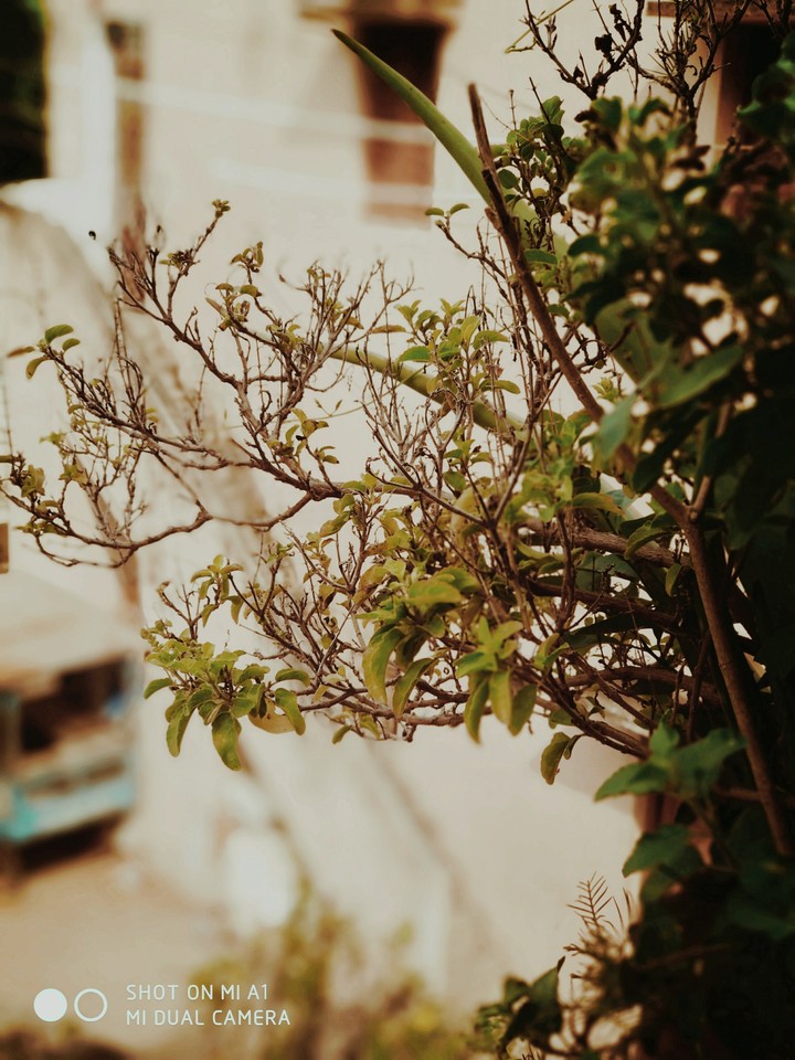 plants
