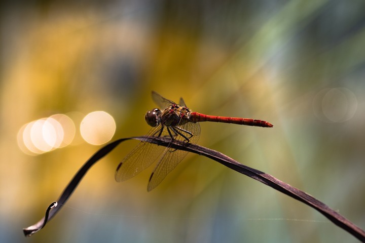 Libelle