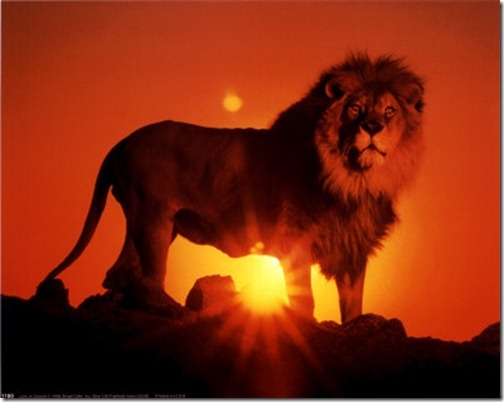 lion of great strength
