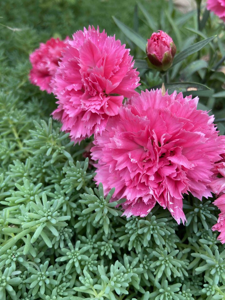 Beautiful flowers