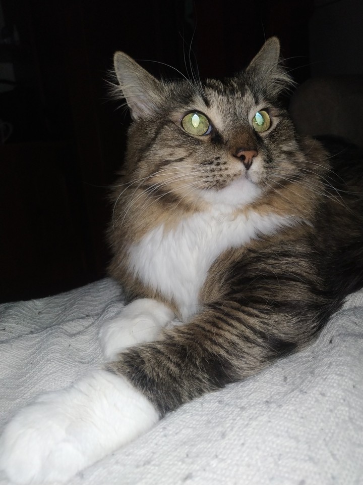 верный котик