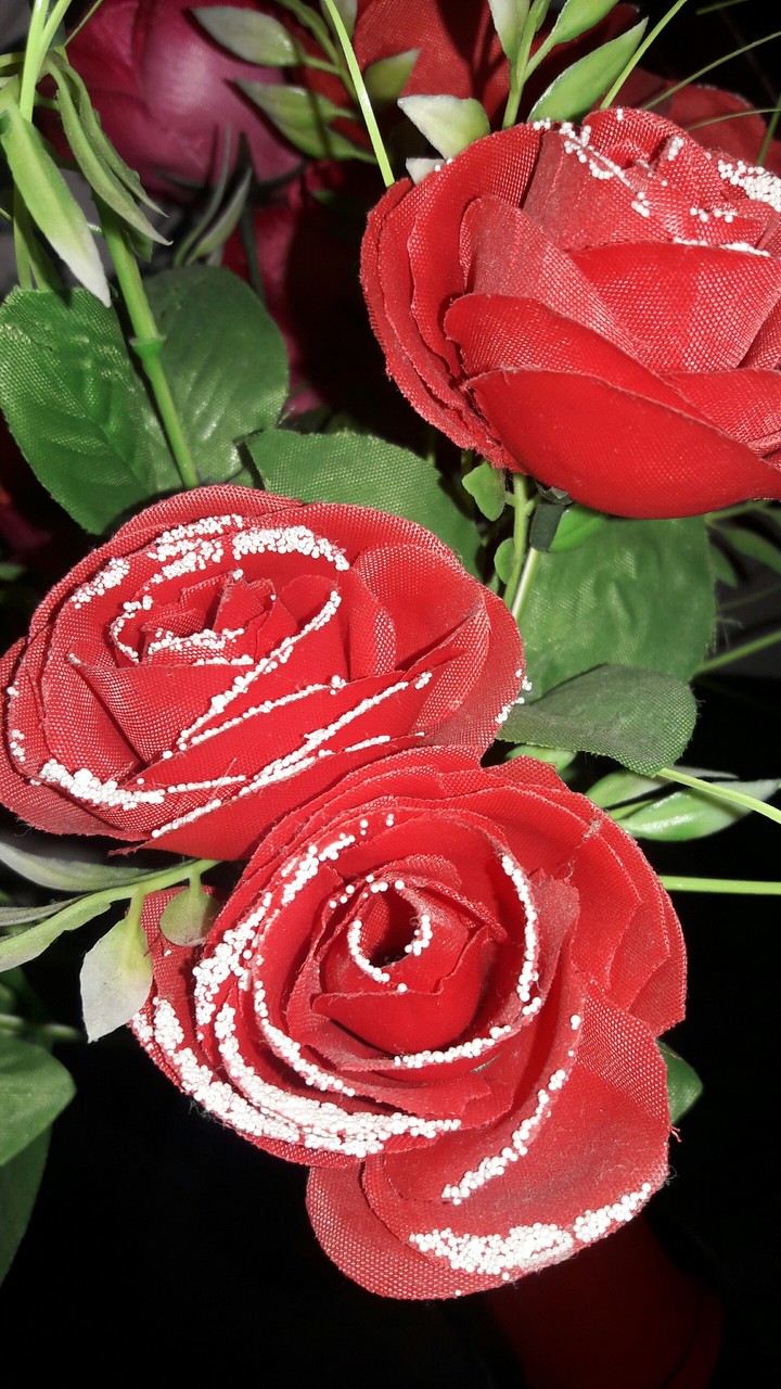 lovely roses