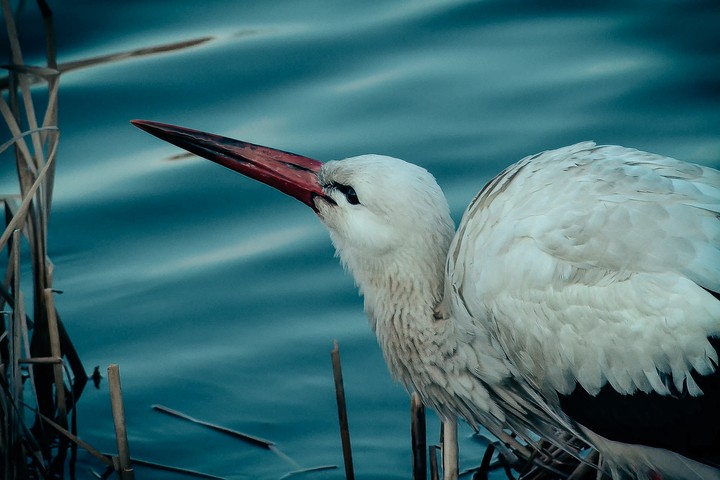 stork