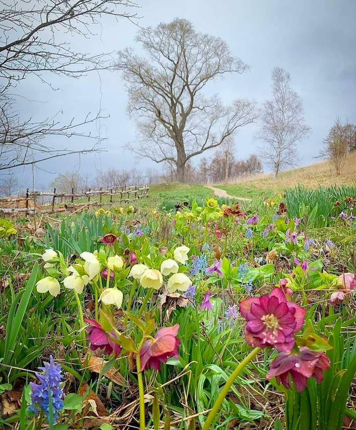 in the meadow...