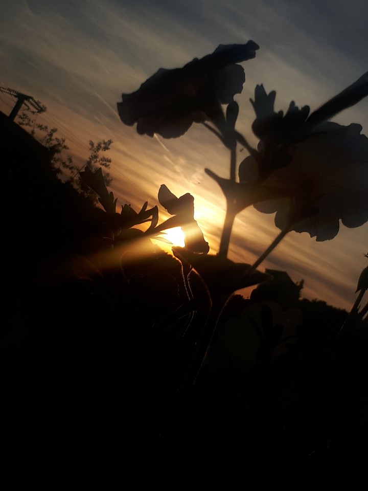 Sun and flowers~ ♡