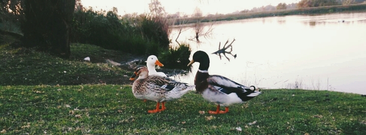 ducking