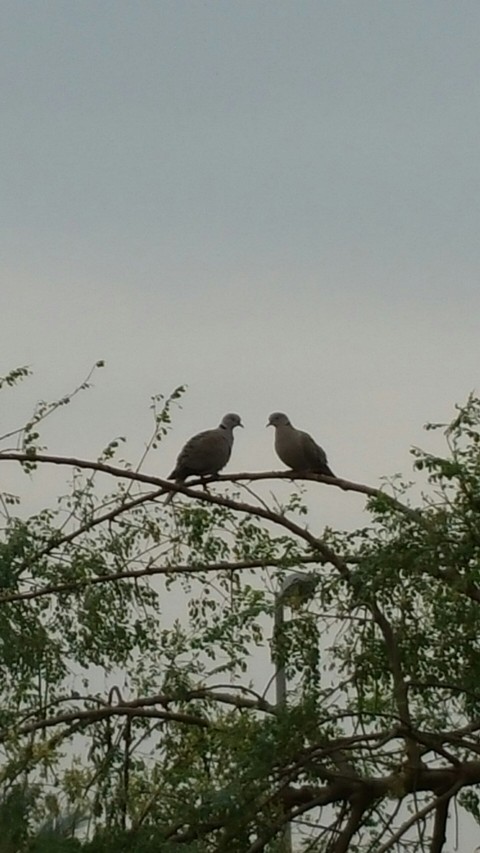 dove