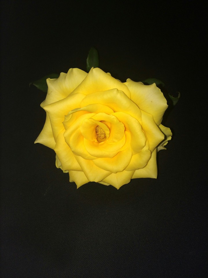 Rose Yellow