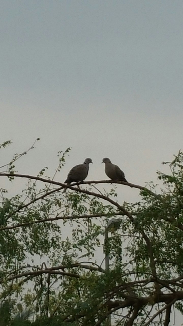 dove