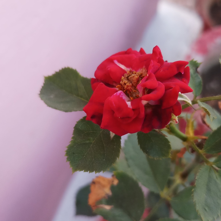 The Rose