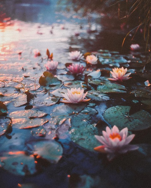 Petal, Flower, Aquatic_plant