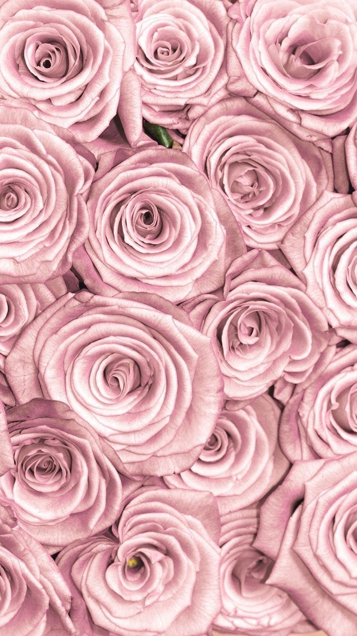 Metallic Pink Roses