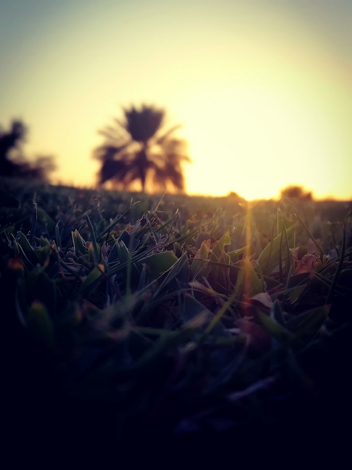 the morning grass