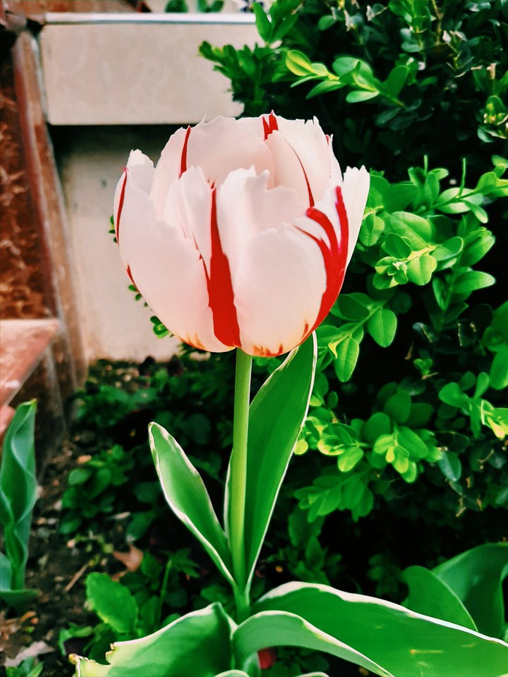 spring