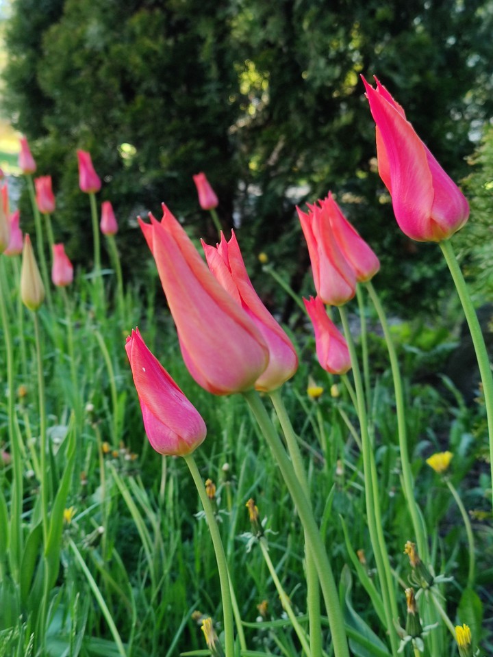flowers