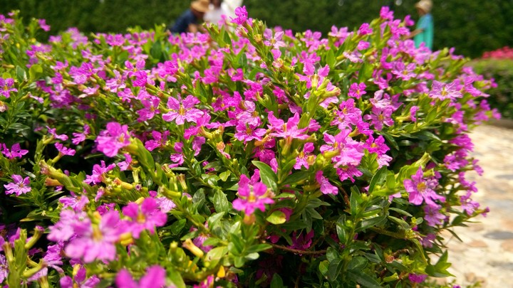 Purple in the sunshine