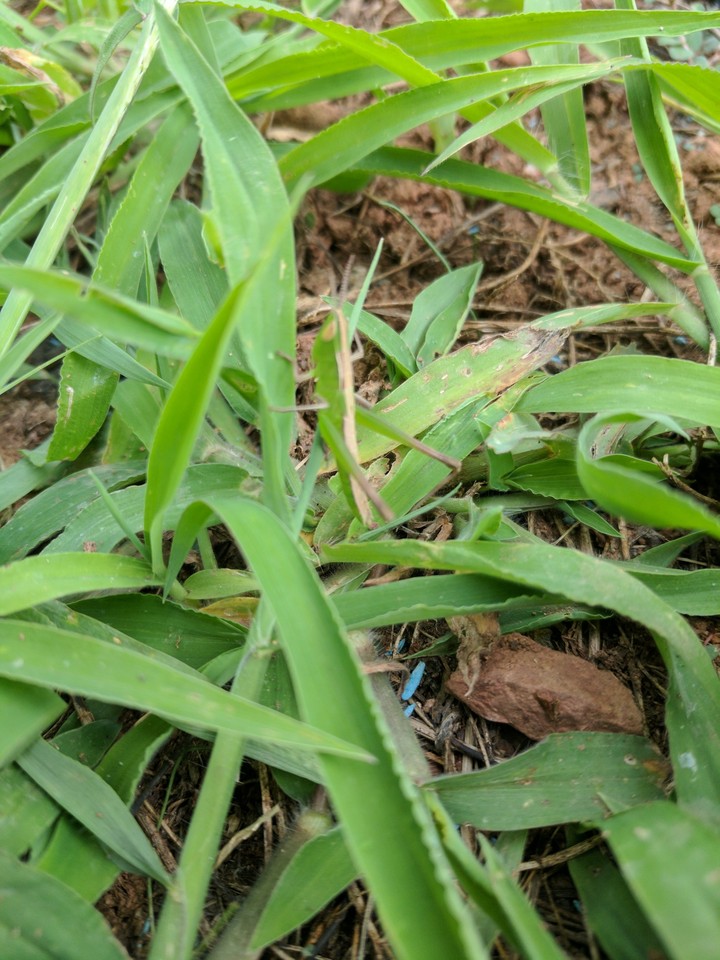 Grasshopper