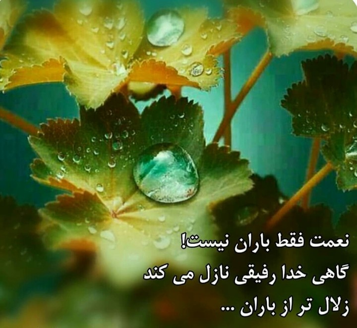رفيق