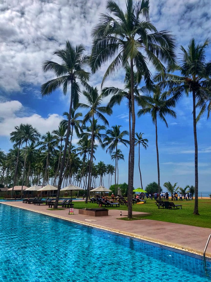 Palms by the pool