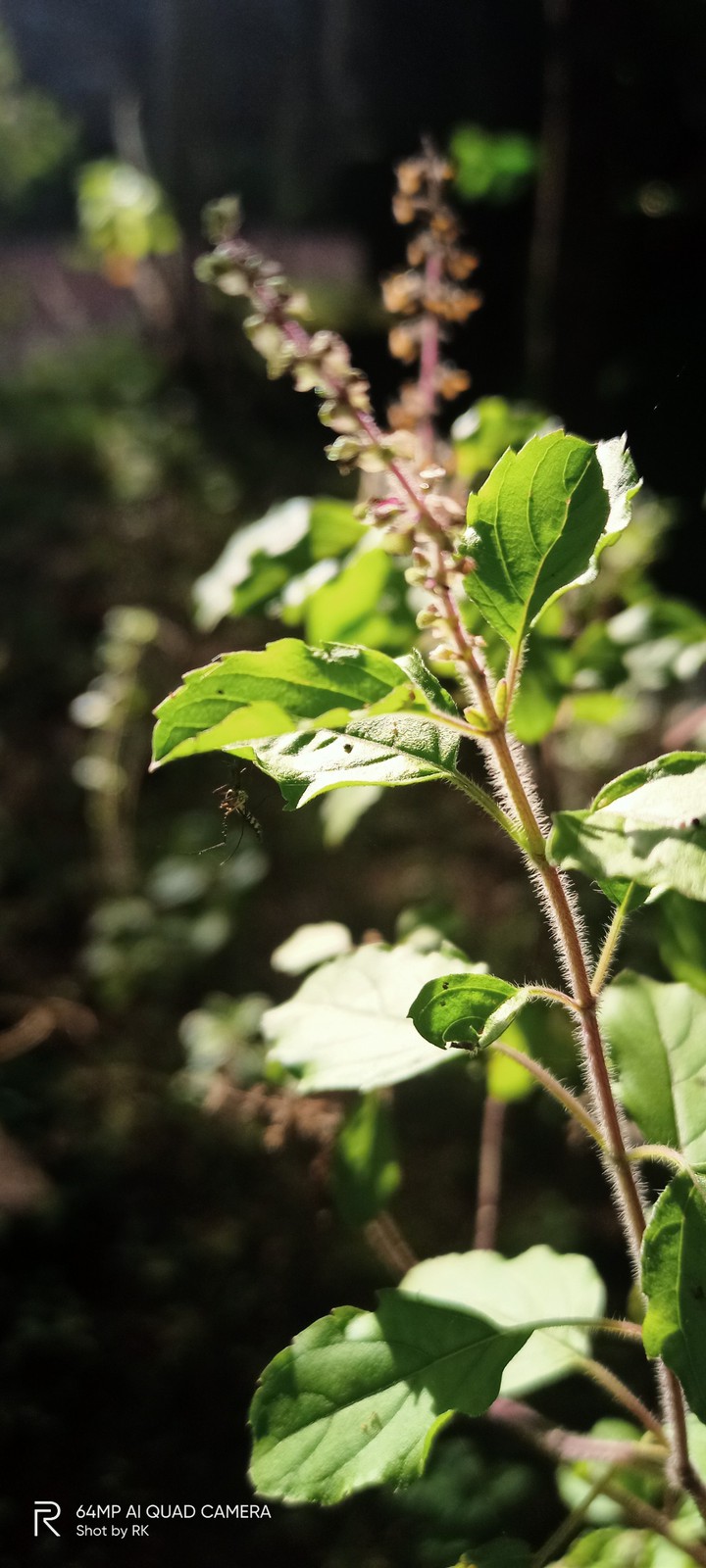 Morning Light