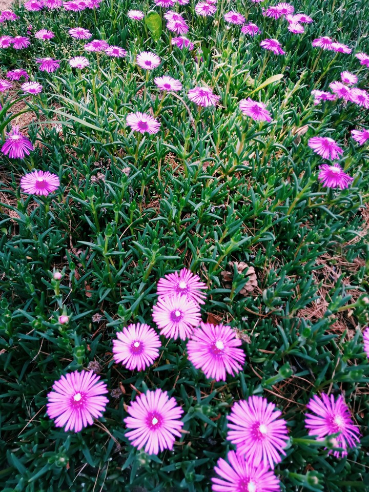 Cosmos