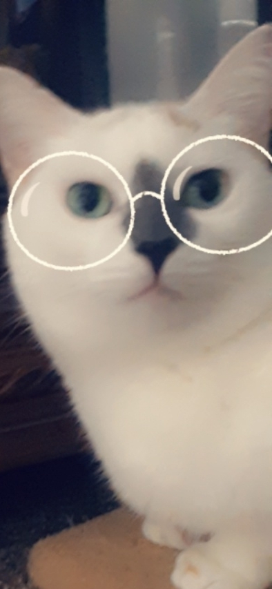 meow