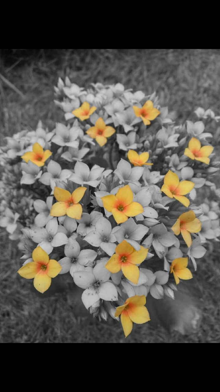 just yellow