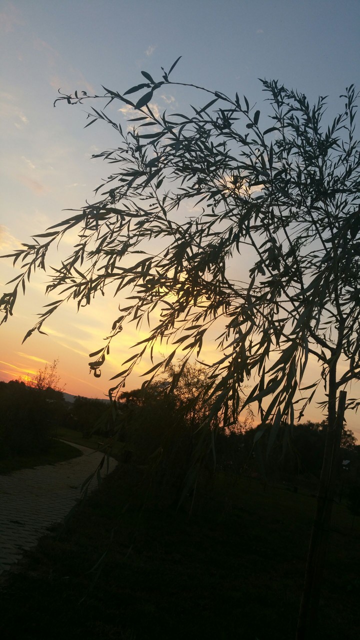 tree