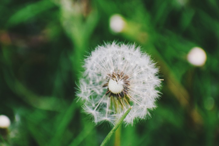 dandelions