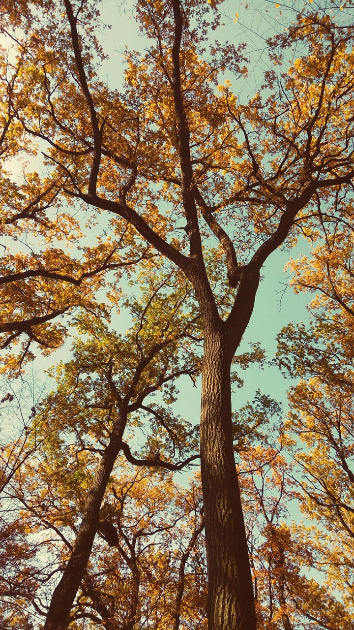 Autumn