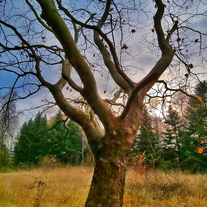 autumn tree