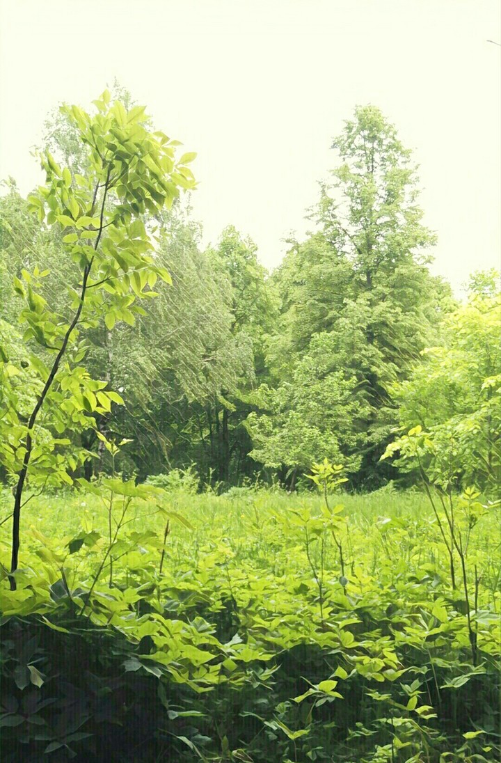 forest