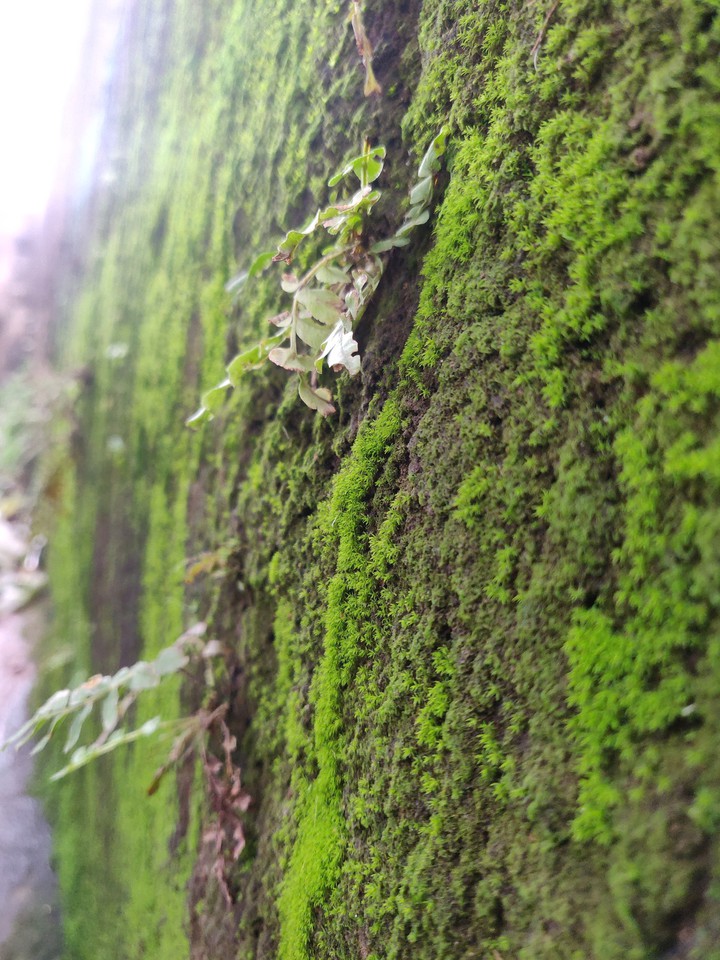 green love's