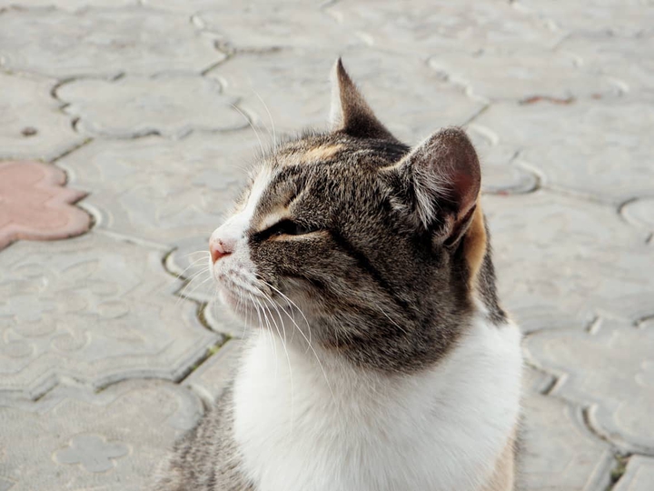 a cat.
