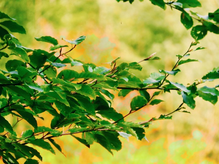 leaves