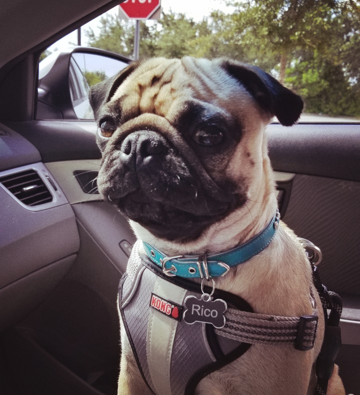 pug rico