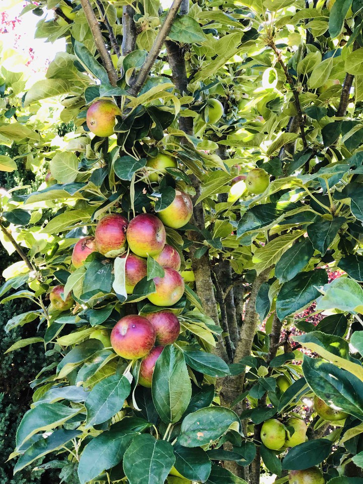 Apples -at Somewinery