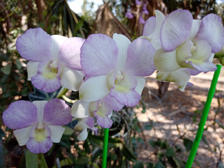 Orquídea Dendrobium phalaenopsis
