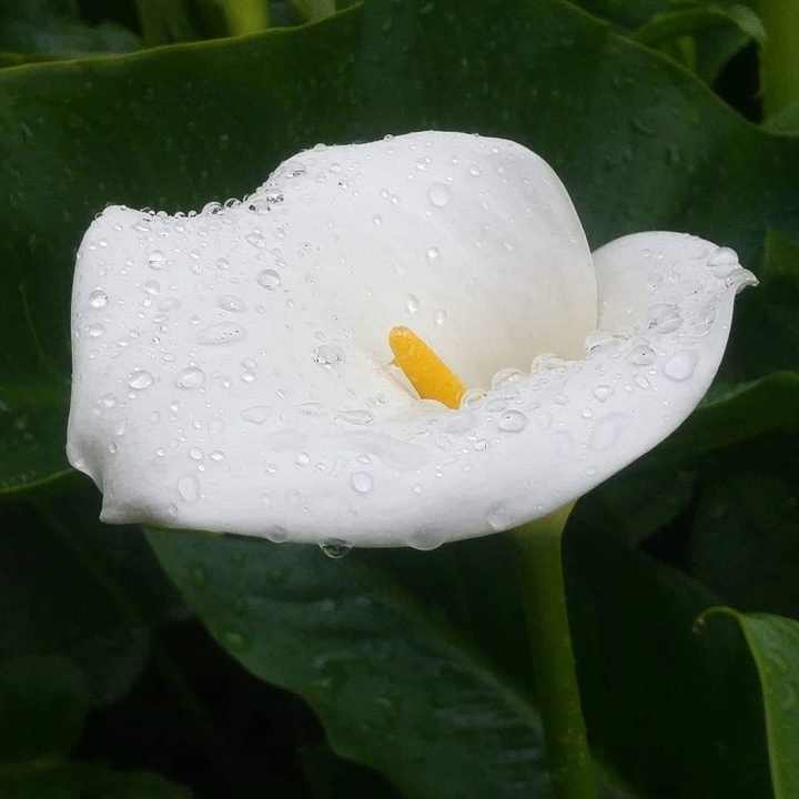fiore