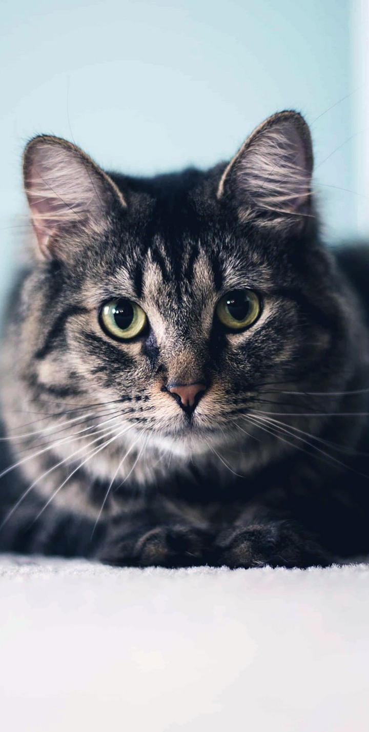 cuki