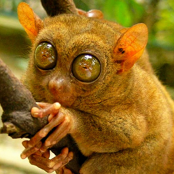 A Tarsier Up Close and Personal