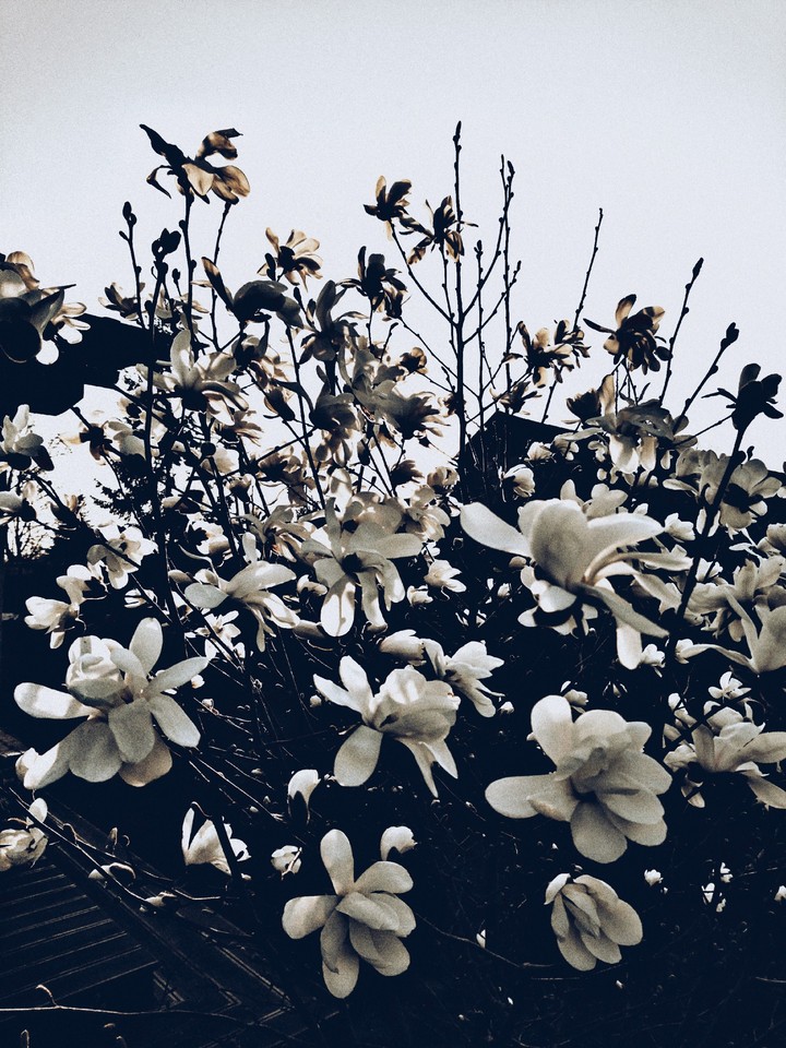 Kwiaty ?,  Flowers