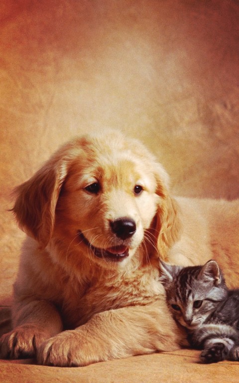 Love the animals♡
