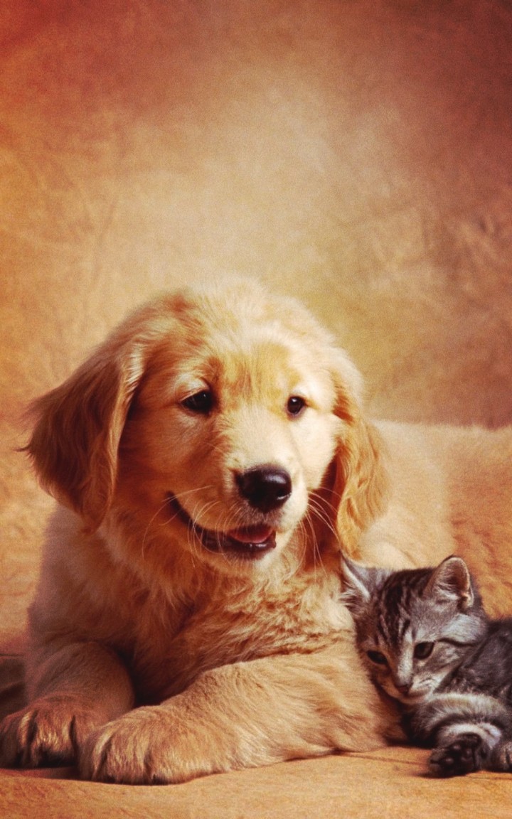 Love the animals♡