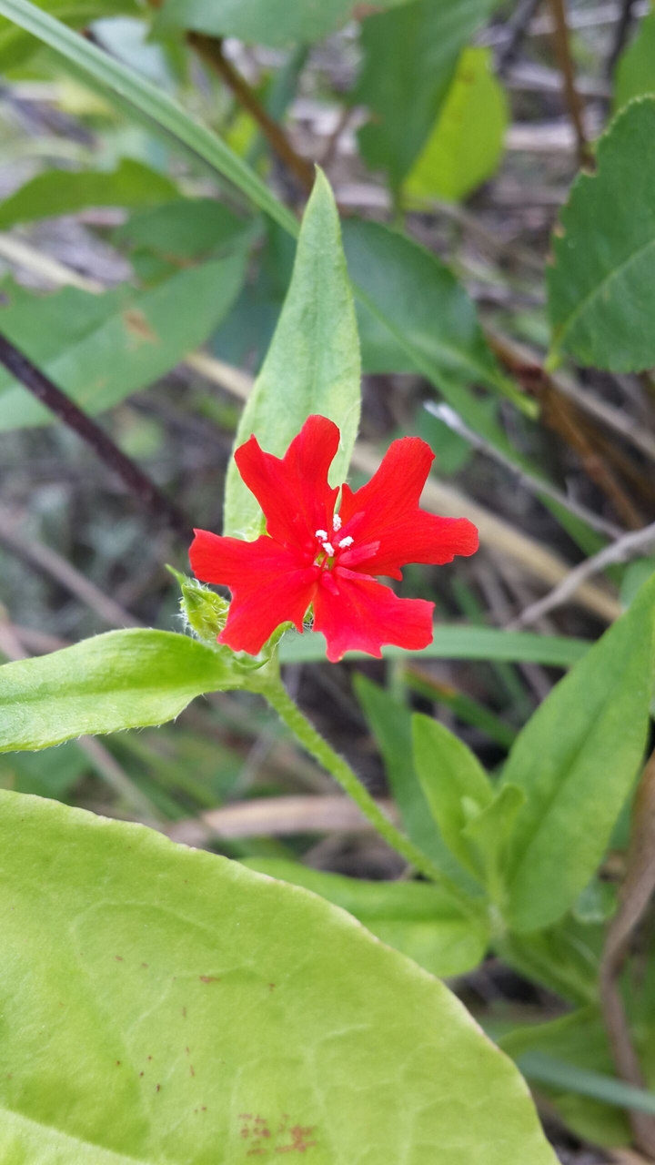 red flower