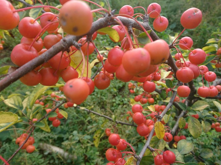 autumn apples